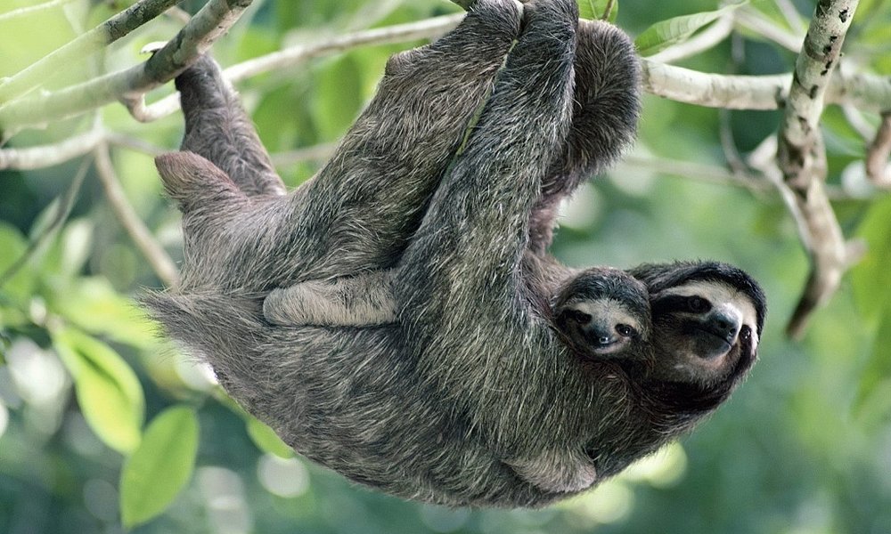 Divji živalski svet tropskih gozdov: lenivec