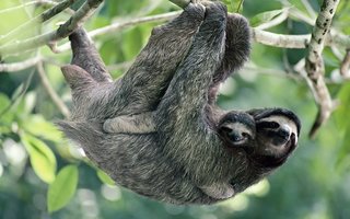 Divji živalski svet tropskih gozdov: lenivec