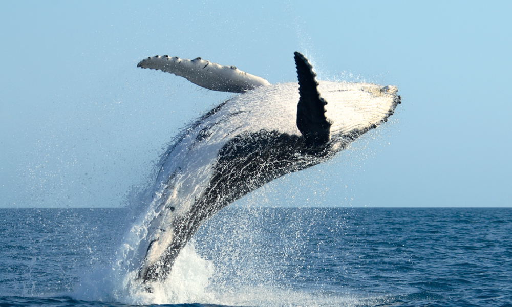 Prizadevamo si ujeti vsaj kakšen pomahljaj kita grbavca