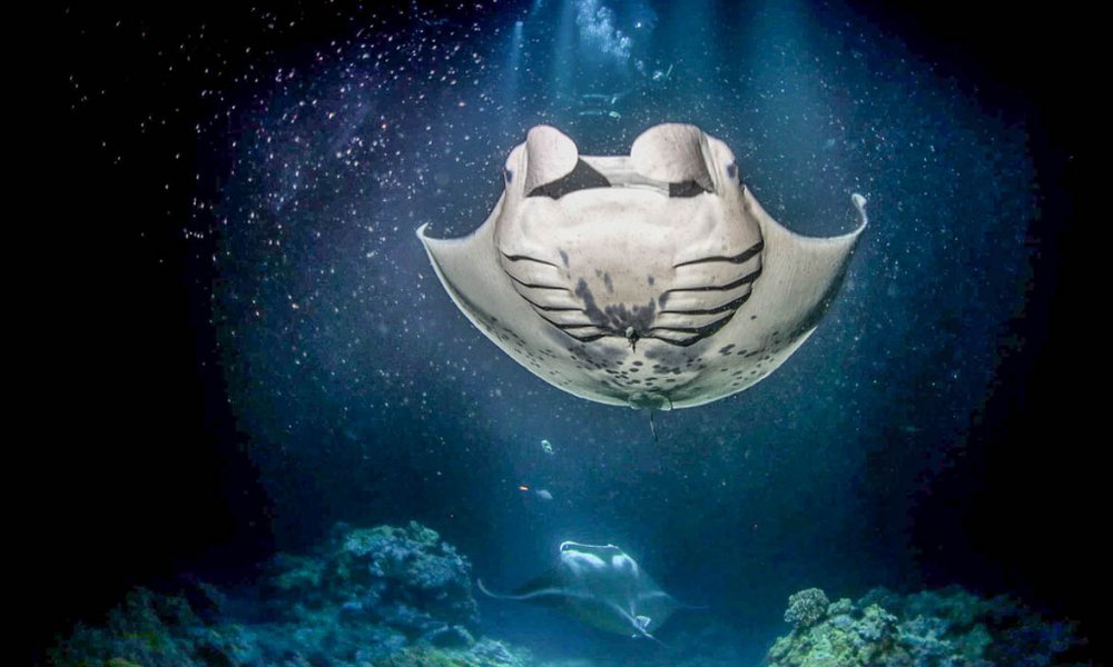 Kajakiranje in plavanje z mantami na Big Islandu