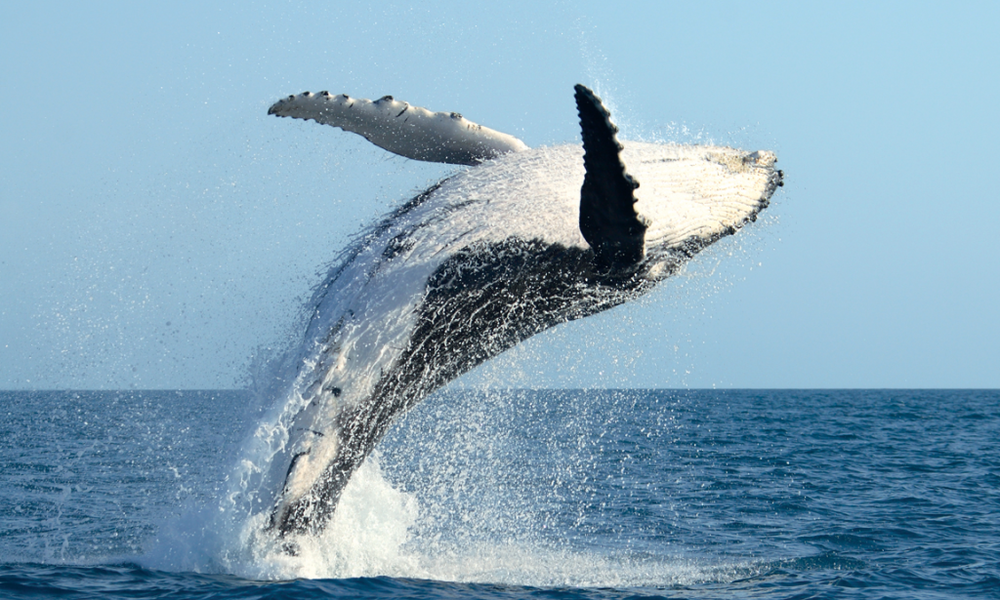 Prizadevamo si ujeti vsaj kakšen pomahljaj kita grbavca