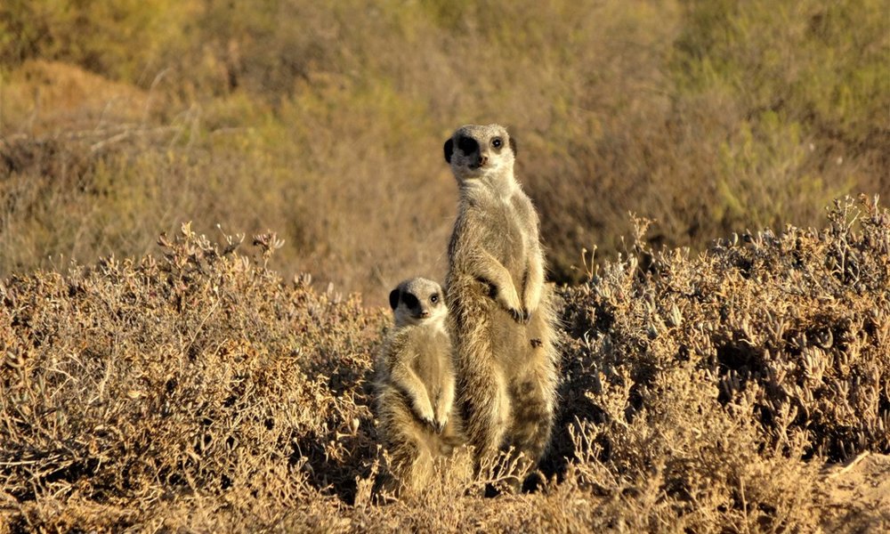 Surikati so zagotovo ene najbolj prikupnih živali