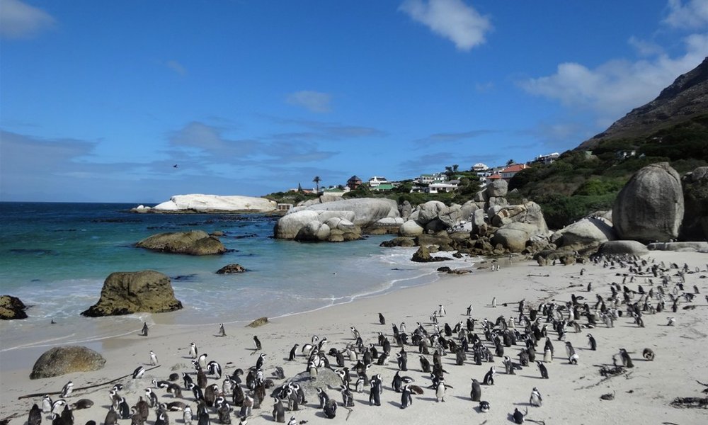 Kolonije pingvinov pri Capetownu