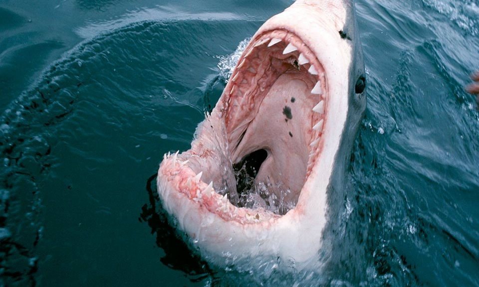 Veliki beli morski pes te čaka - on v morju, ti v kletki.