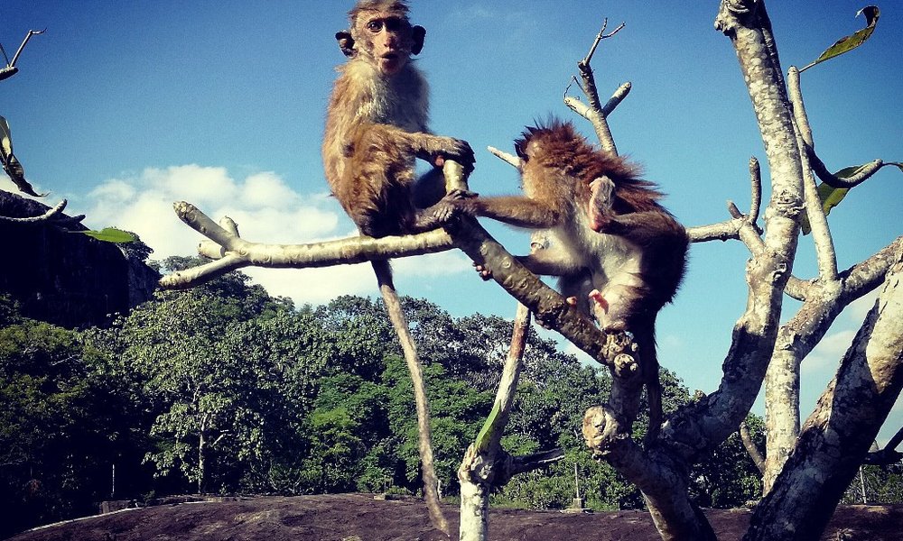 Šri Lanka in Maldivi - 6712.jpg