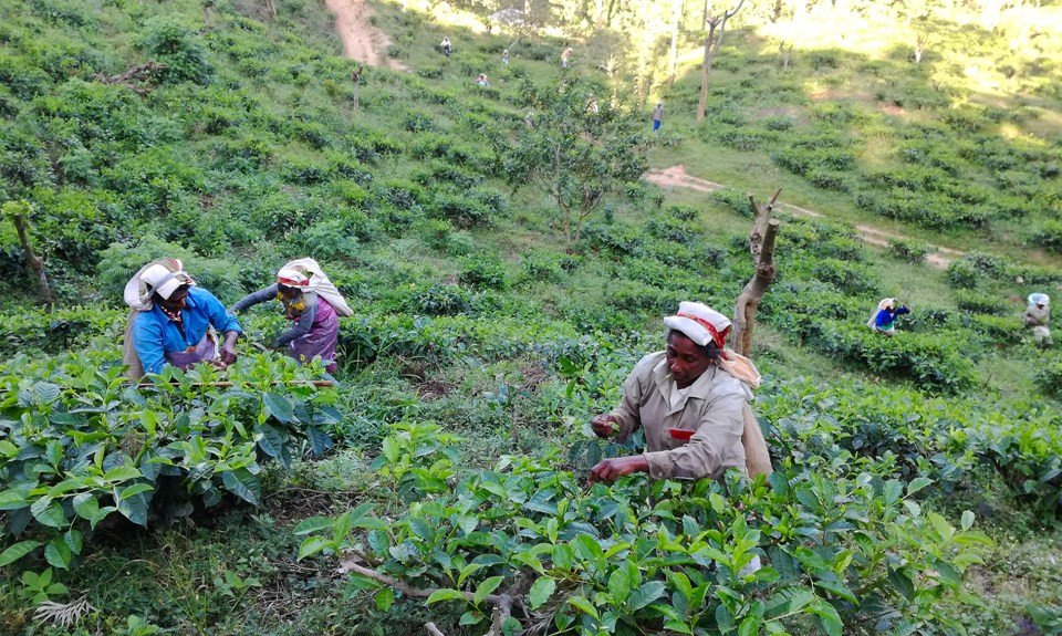 Šri Lanka in Maldivi - 6715.jpg