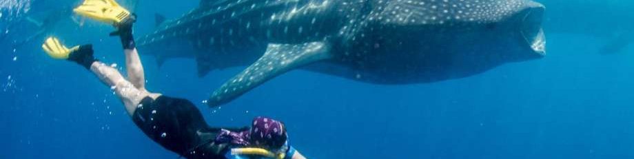 Maldivi potapljanje, otok Rasdhoo