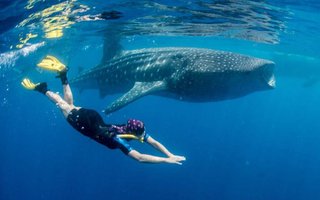 Maldivi potapljanje, otok Rasdhoo - 6811.jpg