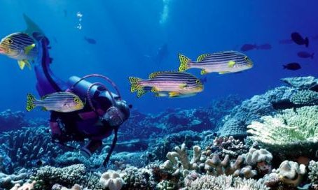 Maldivi potapljanje, otok Rasdhoo - 6815.jpg