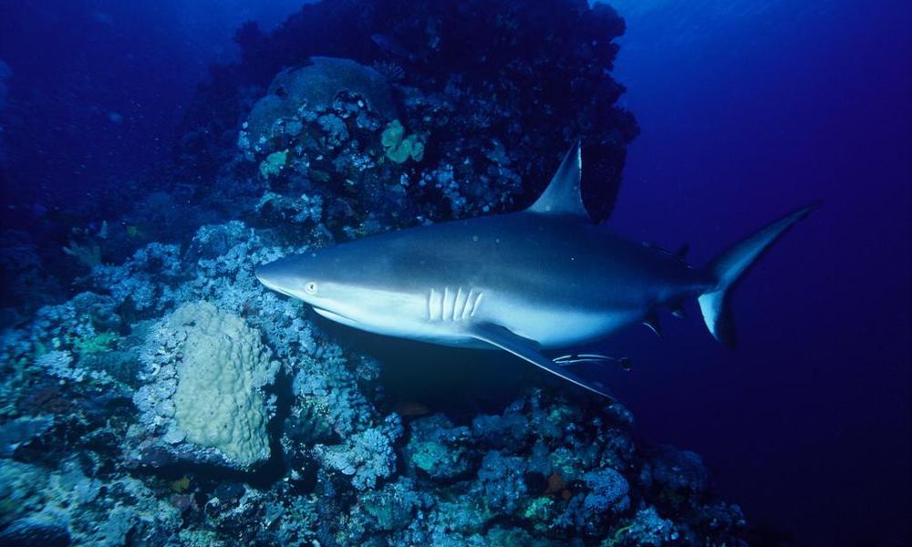 Maldivi potapljanje, otok Rasdhoo - 6816.JPG