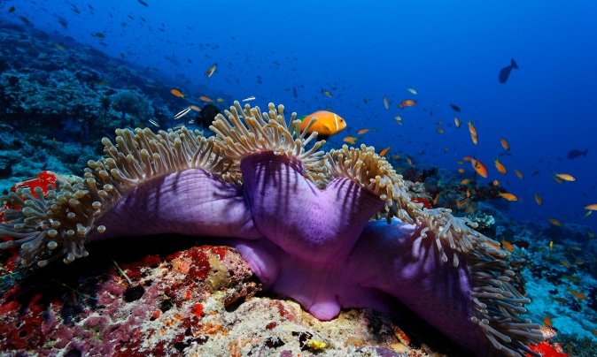 Maldivi potapljanje, otok Rasdhoo - 6817.jpg