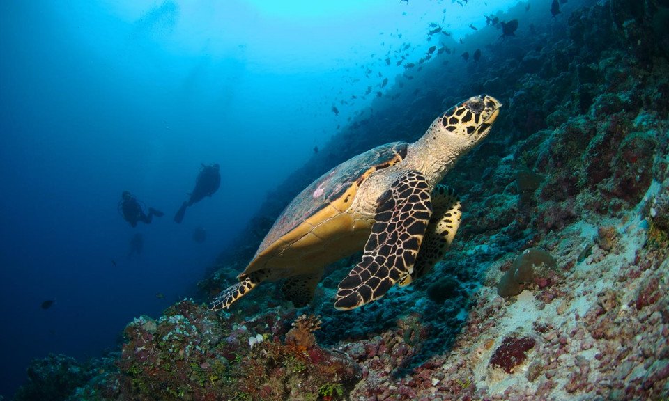 Maldivi potapljanje, otok Rasdhoo - 6818.jpg