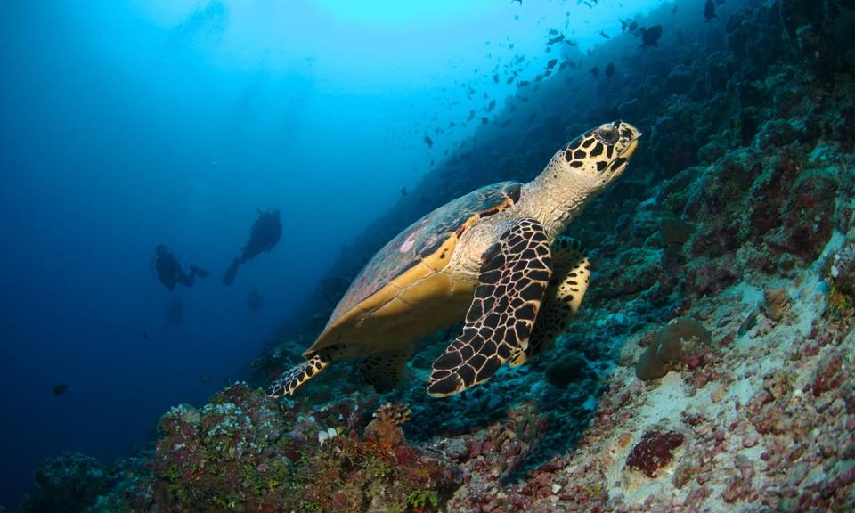 Maldivi potapljanje, otok Rasdhoo - 6818.jpg