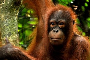 Borneo (Malezija) - 6883.JPG