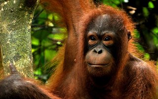 Borneo (Malezija) - 6883.JPG