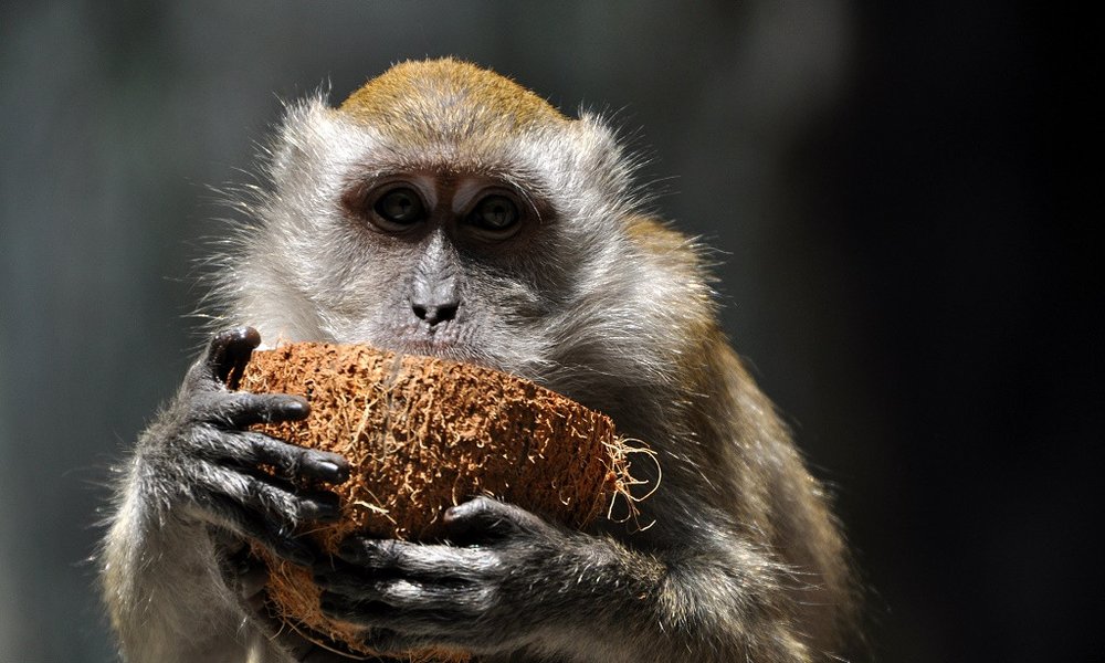 Borneo (Malezija) - 6886.JPG