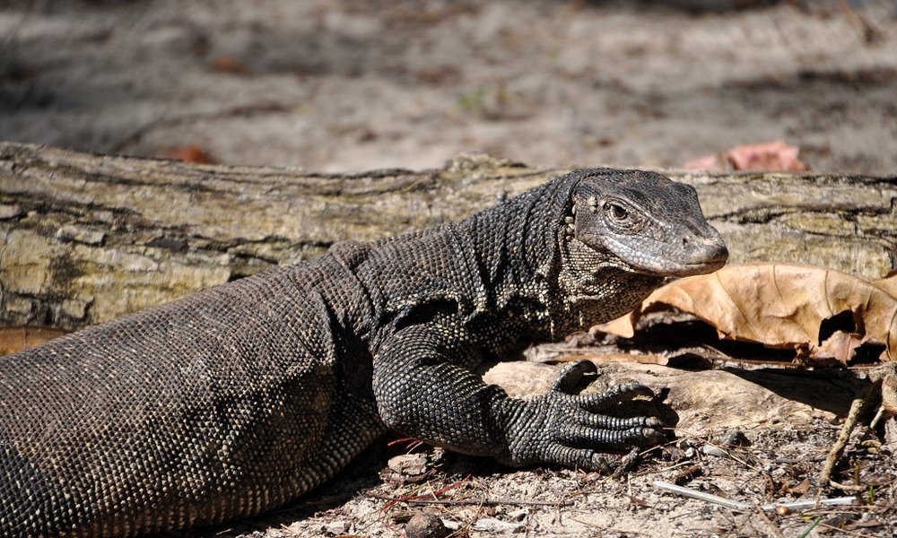 monitor lizard