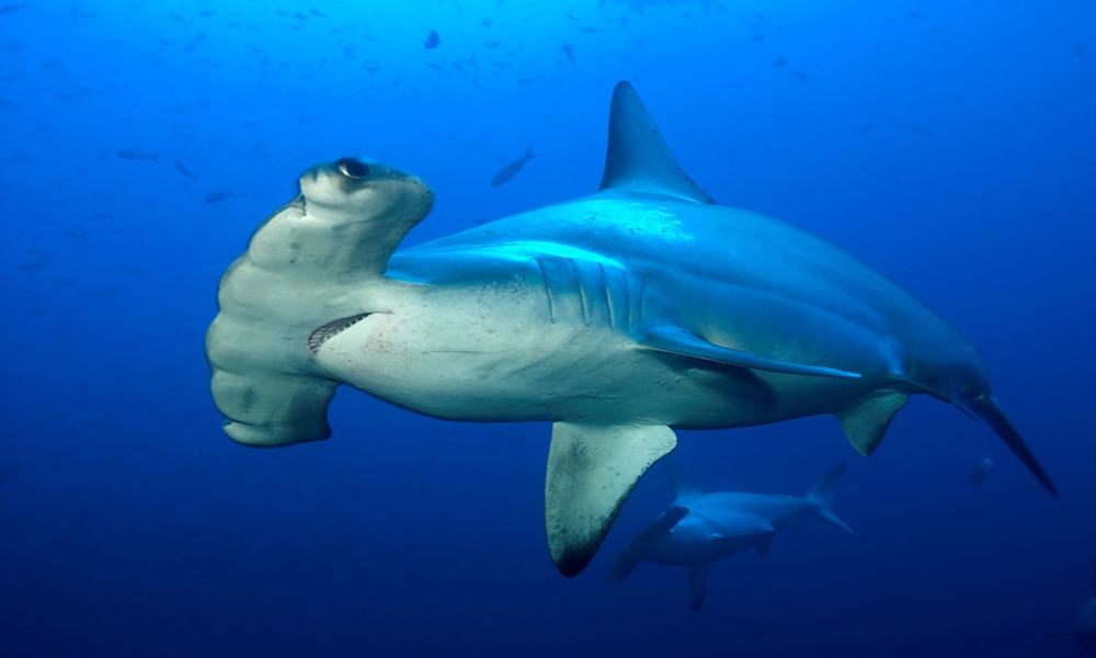 Maldivi potapljanje, otok Rasdhoo - 6931.jpg