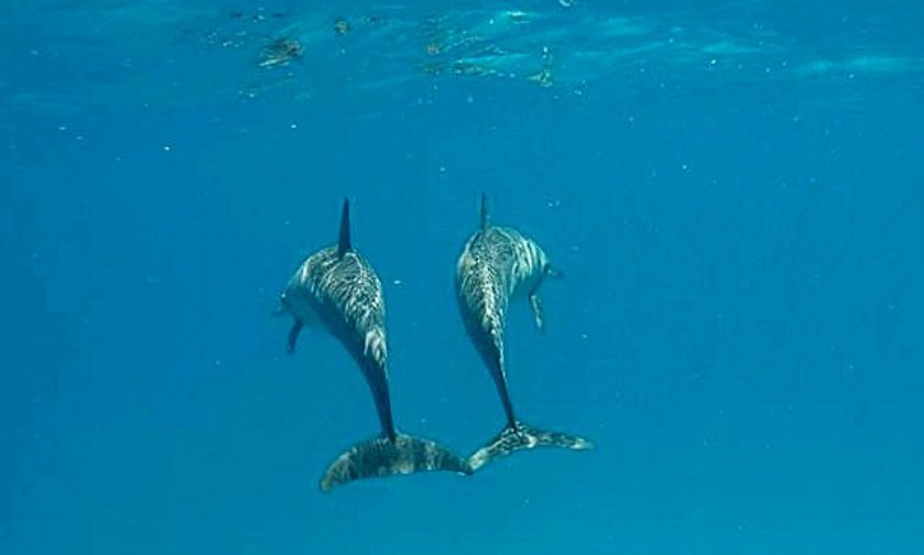 Maldivi Solo potniki - 7037.jpg