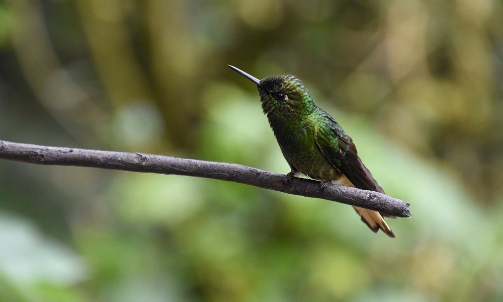 Kolumbija - 7071.jpg