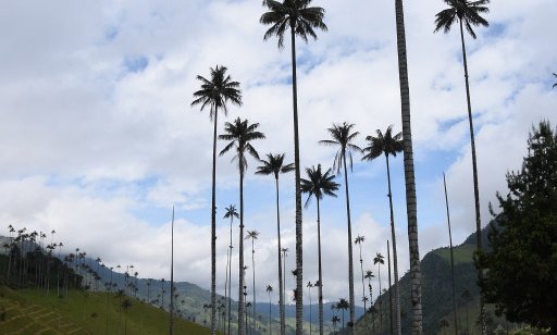 Kolumbija - 7076.jpg