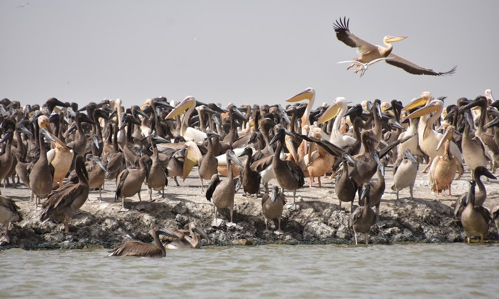 nacionalni park Djoudj