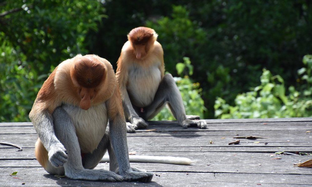 Borneo - opice proboscis