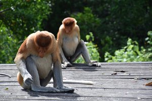 Borneo - opice proboscis