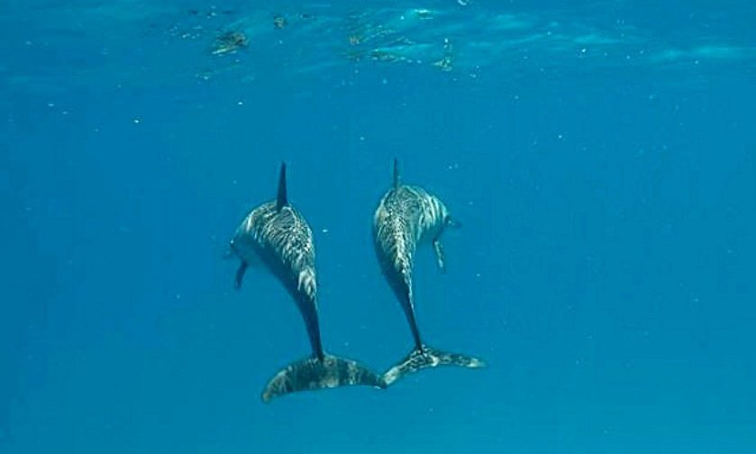 Maldivi otok Fulidhoo - 7122.jpg