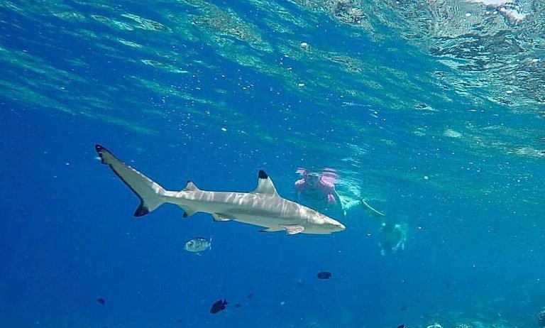 Maldivi  L - 7144.jpg