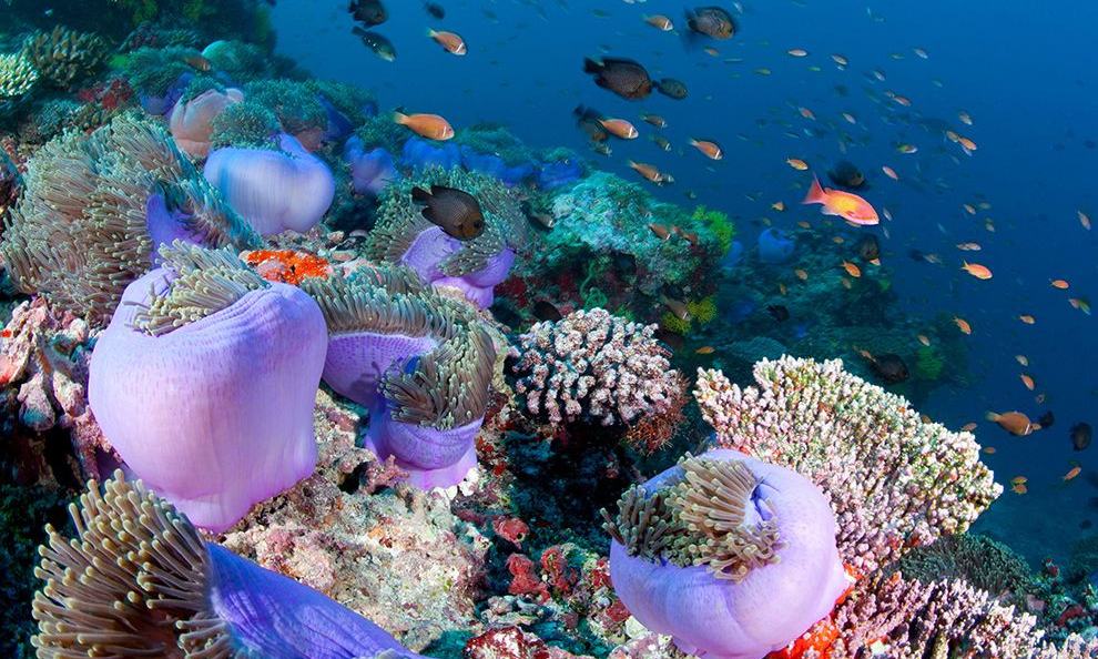 Maldivi, mix lokalnega otoka in resorta - 7209.jpg