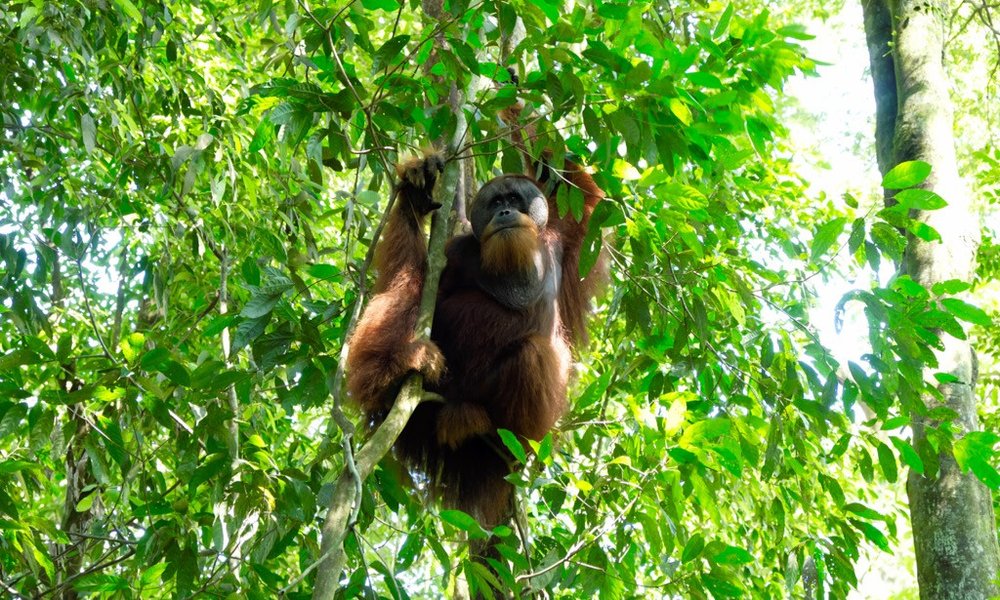 Sumatra z orangutani (Indonezija) - 7210.jpg