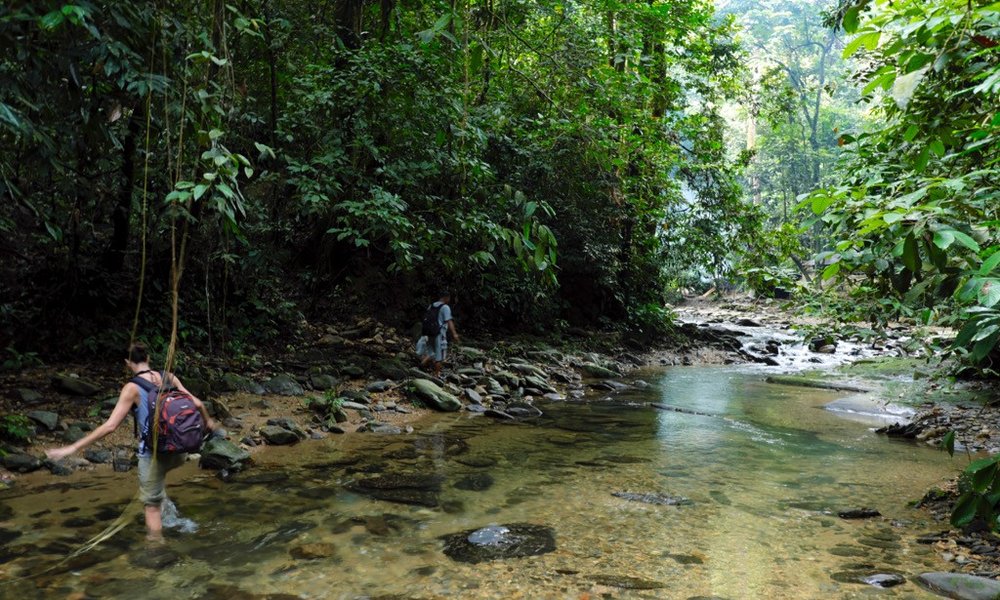 Sumatra z orangutani (Indonezija) - 7213.jpg