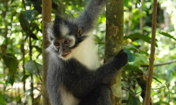 Sumatra z orangutani (Indonezija) - 7214.jpg