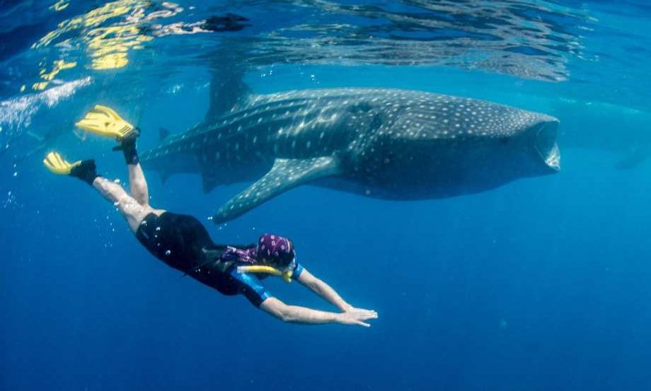 Maldivi otok Rasdhoo - 7417.jpg