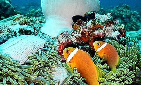 Maldivi otok Rasdhoo - 7425.jpg