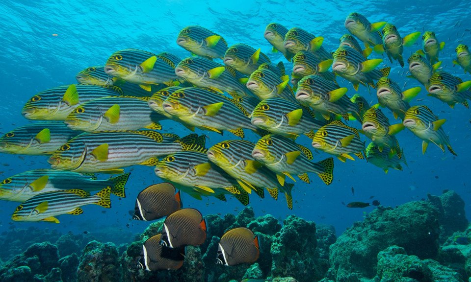 Maldivi otok Rasdhoo - 7426.jpg