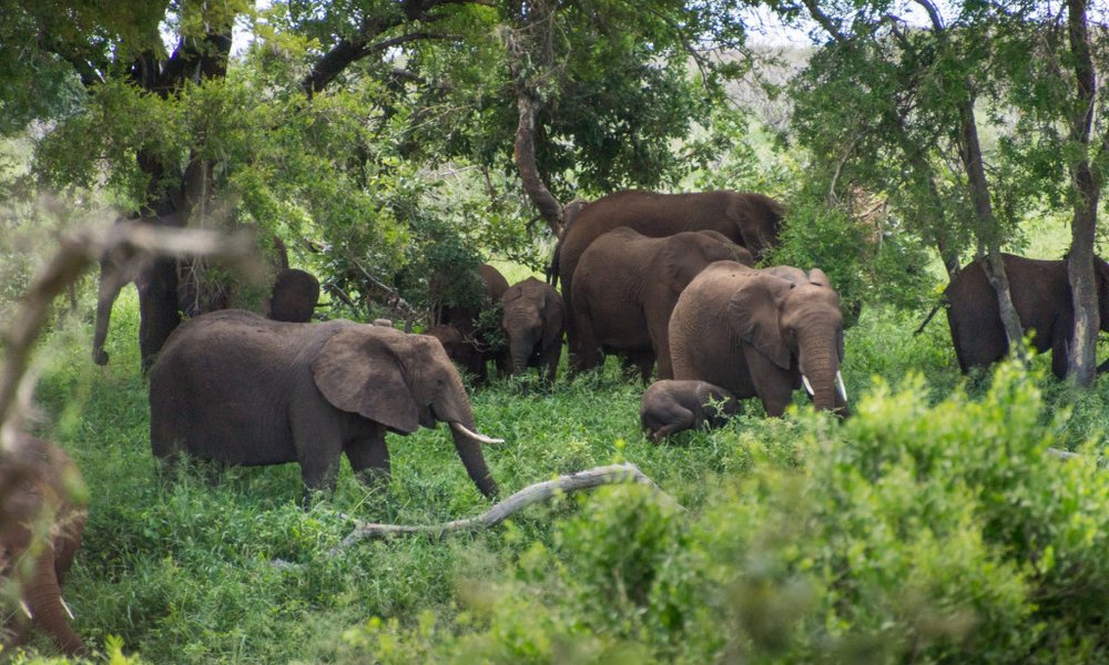 Tipični prizori iz Krugerjevega parka