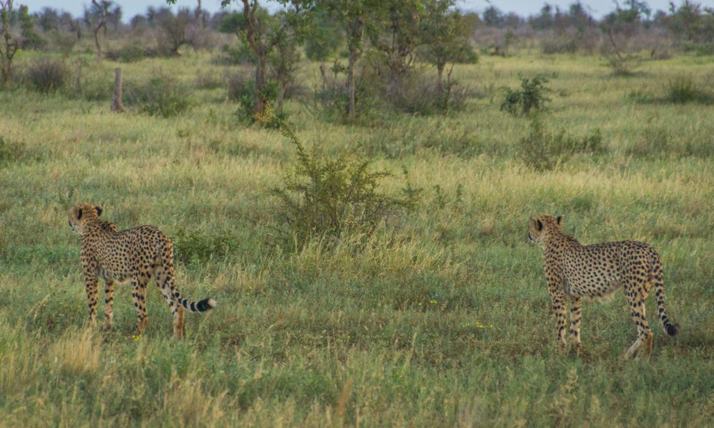 Južna Afrika - 7549.jpg