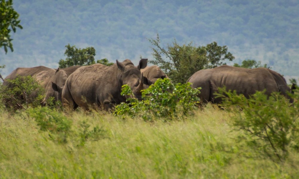 Južna Afrika - 7550.jpg