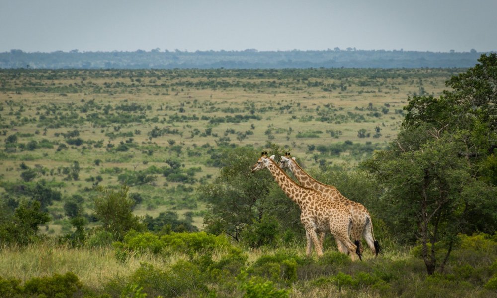 Južna Afrika - 7551.jpg