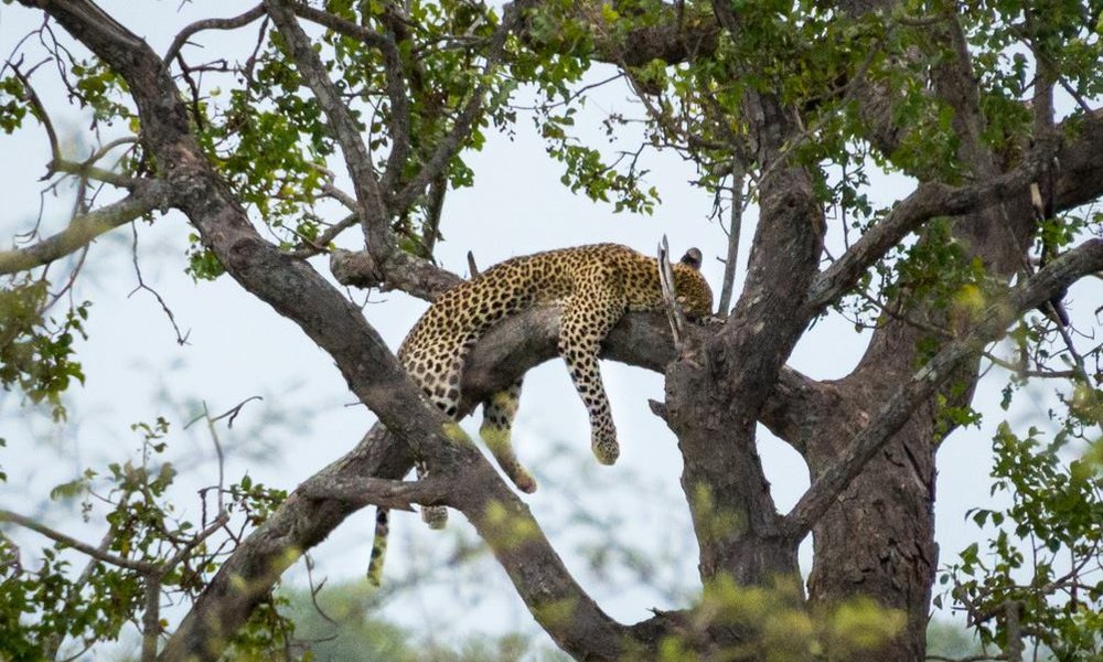 Južna Afrika - 7552.jpg