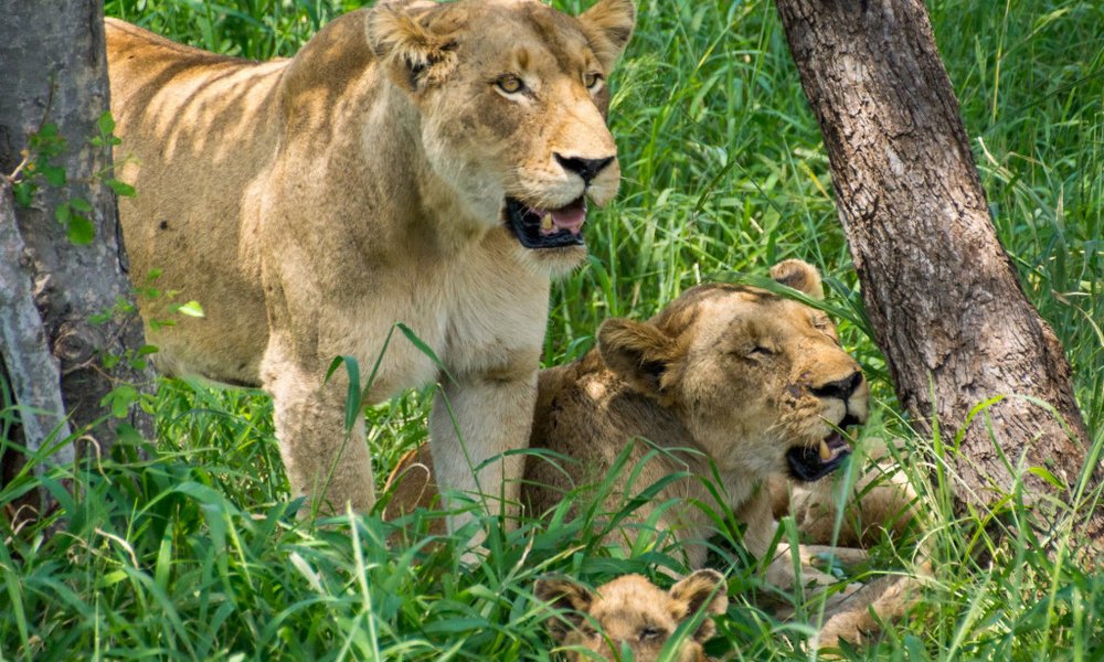 Južna Afrika - 7553.jpg