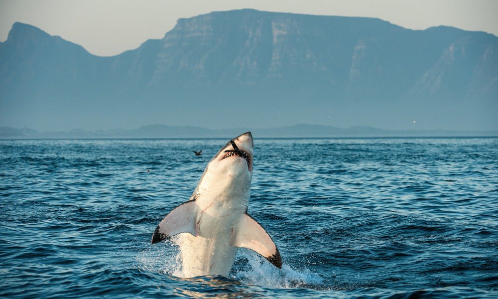 Južna Afrika - 7554.jpg