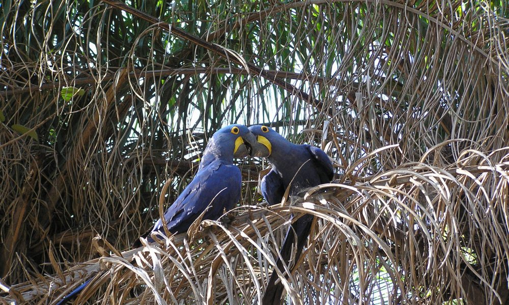 Brazilija - 7589.jpg