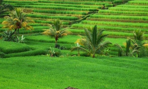 Indonezija: Joga - Yoganezija - 7699.jpg