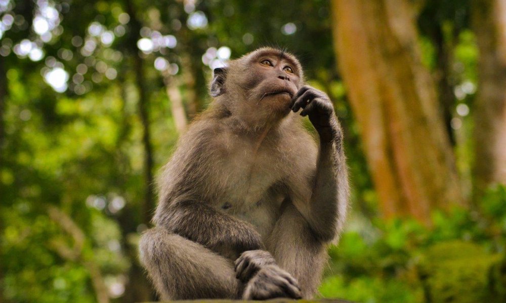 Indonezija: Joga - Yoganezija - 7703.jpg