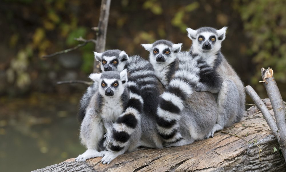 Madagaskar - 7813.jpg