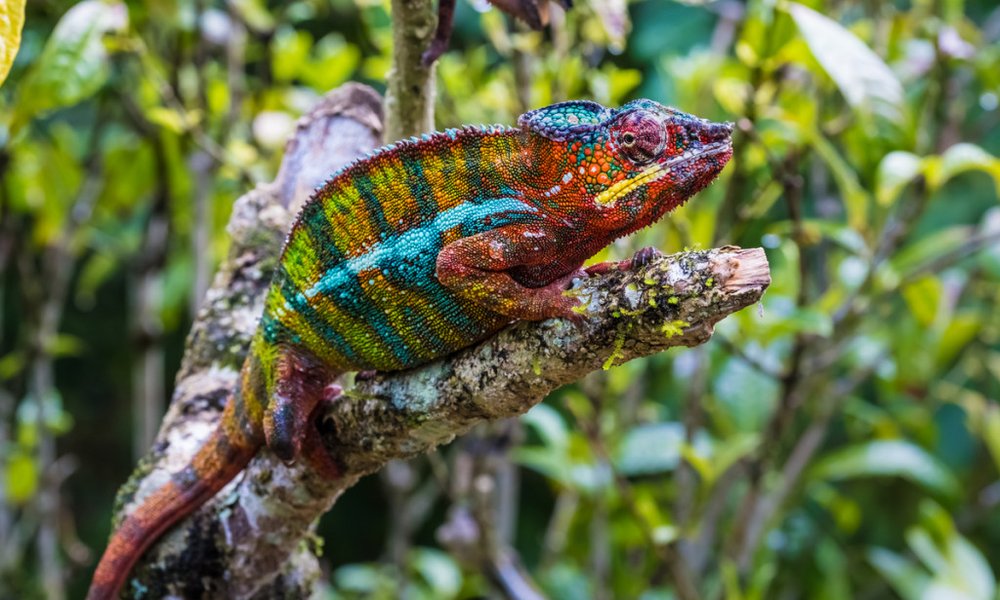 Madagaskar - 7814.jpg