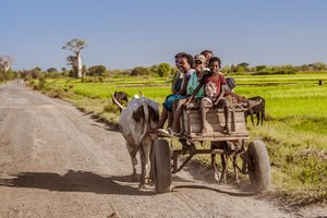 Madagaskar - 7816.jpg